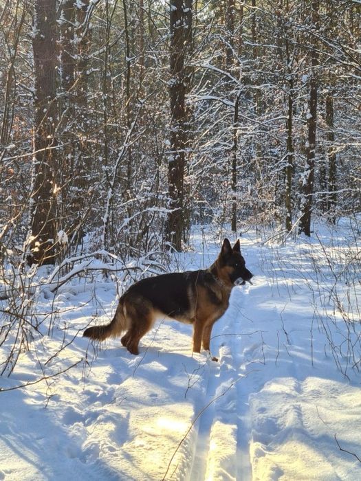Кобель КСУ  Німецькі лінії