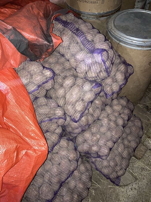 Картопля (домашня)