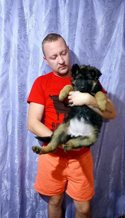 Немецкая овчарка вязка