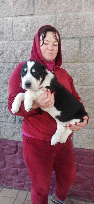 Алабай, середньоазіацька вівчарка