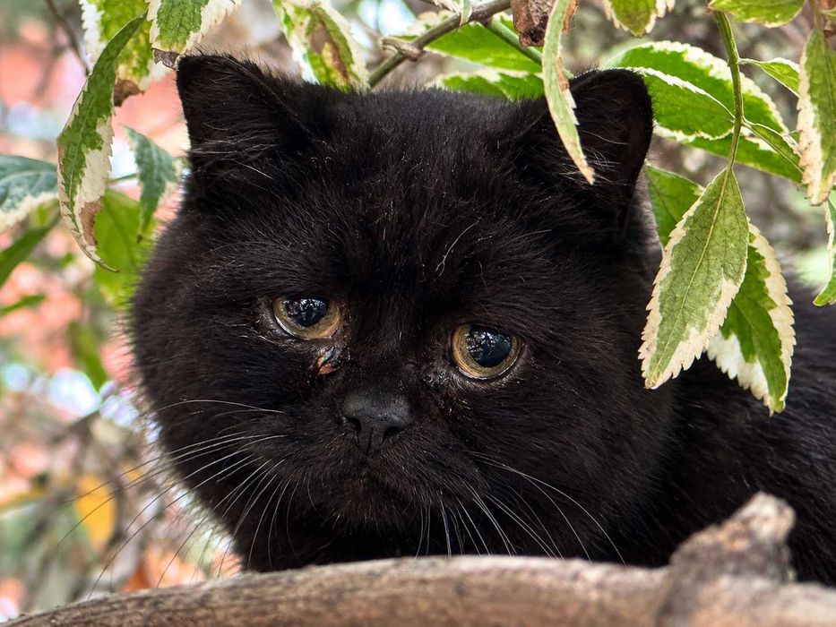 Красивый черный котик ищет дом