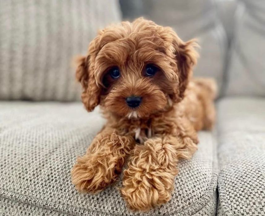 Наймиліші Мальтипу VIP‼️Мальтипу ф1 Мальтипу ф2