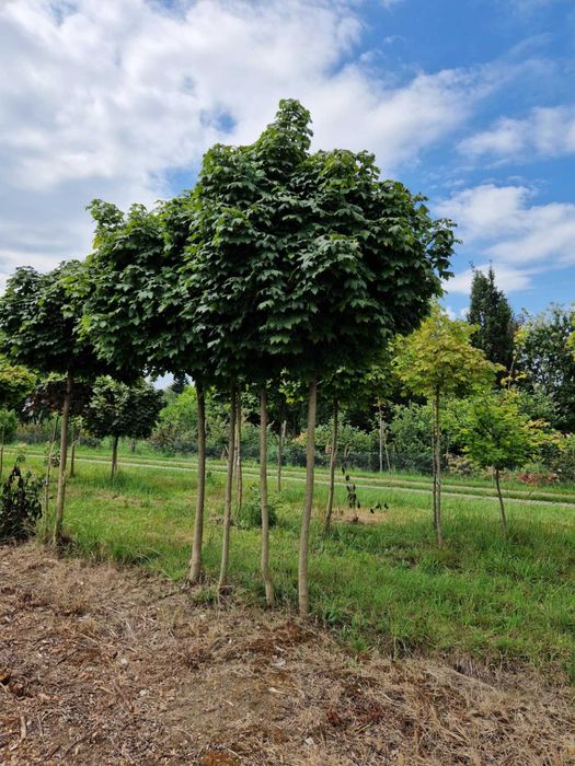 Klon Globosum Royal Red Klon zwykły Princeton Gold Wiśnia Pissardi