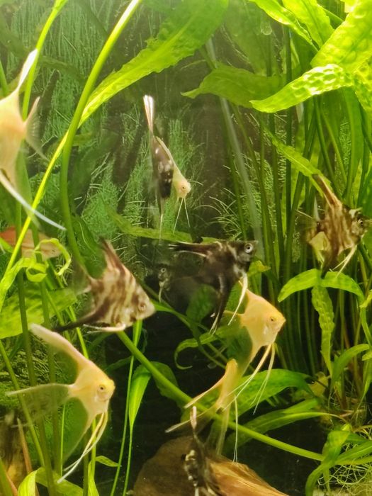 Skalary Marmur Czarny