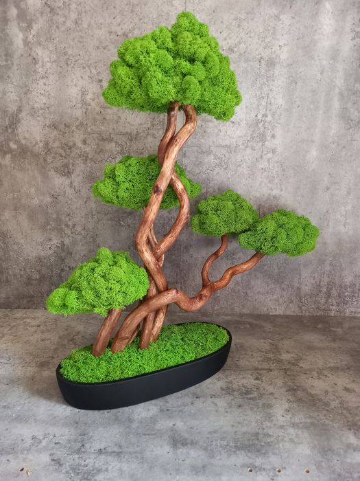 Dekoracja do domu, biura. Drzewko Bonsai. Mech  Chrobotek. Prezent.