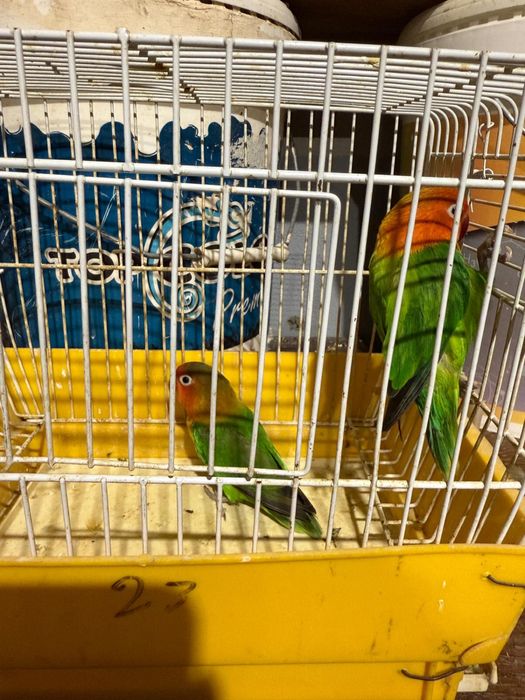 Passaros fisher muito bonitos