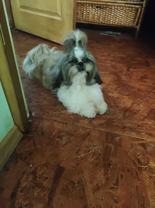 Дуже хороший хлопчик Ши- тцу шукає дівчинку для вязки