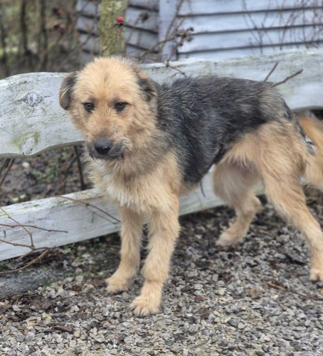 Fraszka czeka na kochający dom