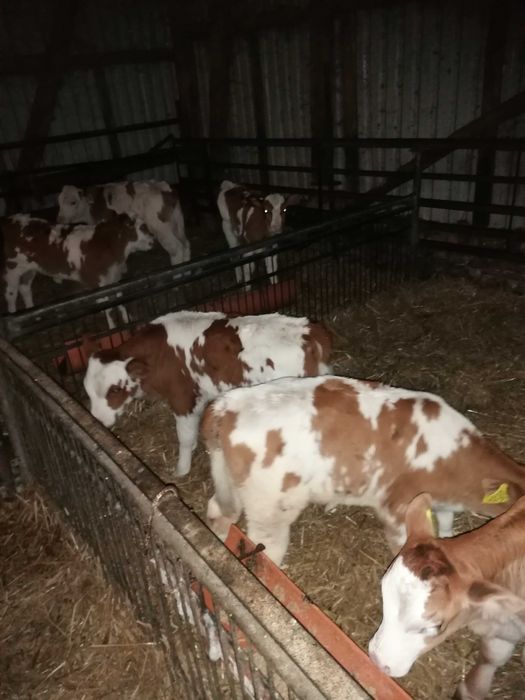 Cielaki jalowki bydło