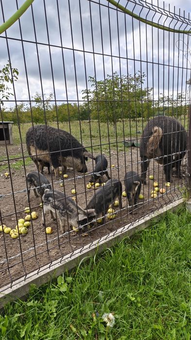 Mangalica prosięta