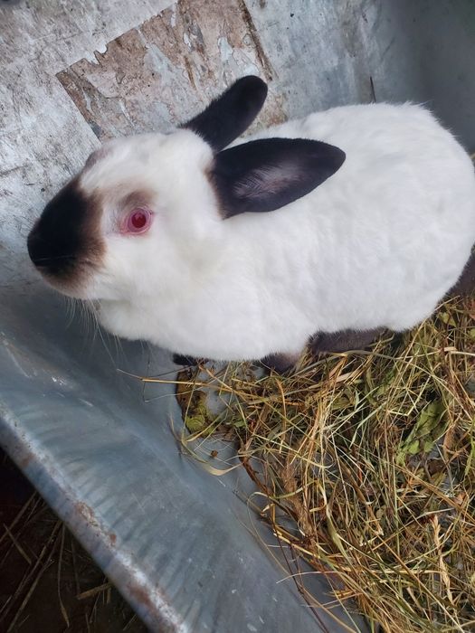 Продам кролів гарантую якість