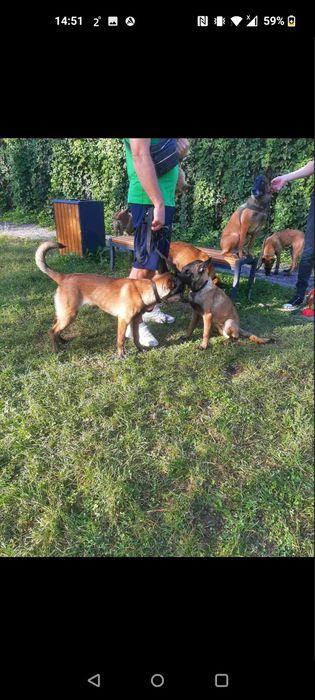 Малінуа 7 місяців Навчені Терміновий Продаж ТОРГ!!!