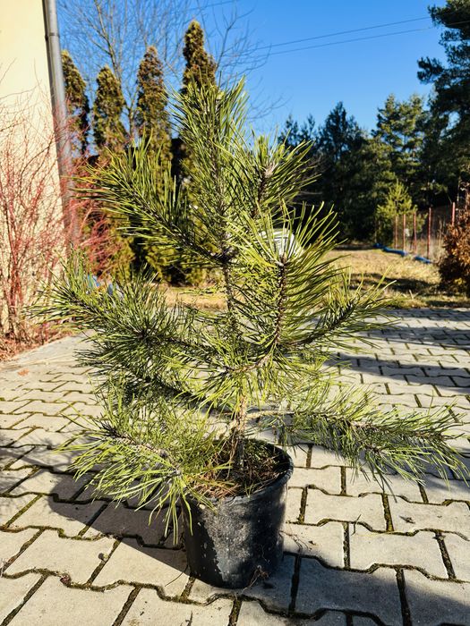 Sosna czarna pinus nigra 80-100 cm