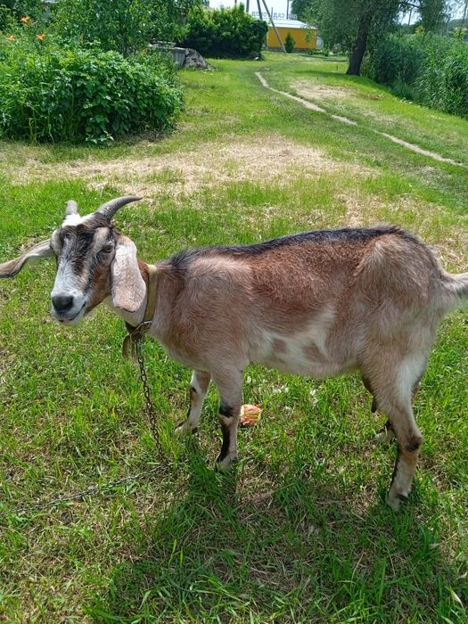 Продам дійну козу змішаної породи. Високоудійна