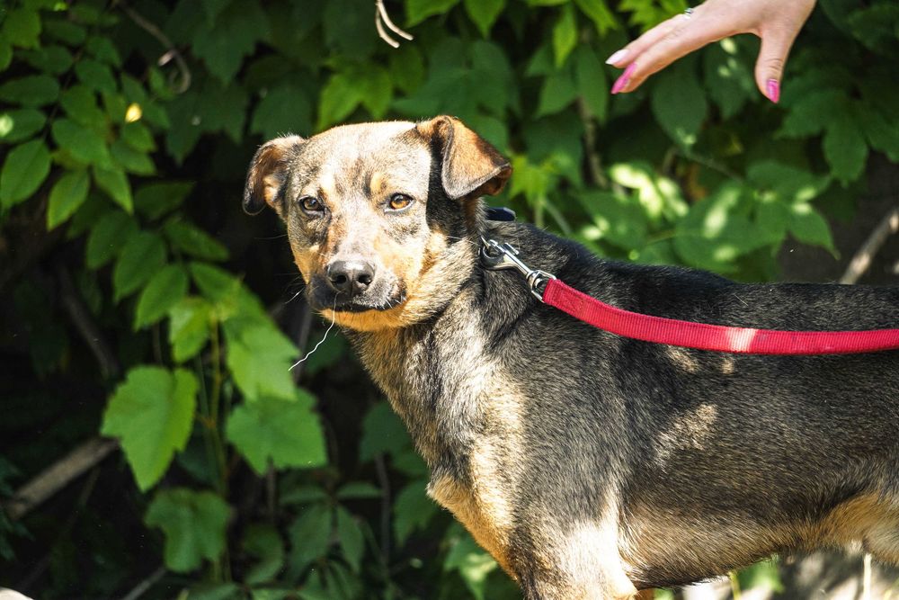 Amon - fajny, młody pies poleca się do adopcji