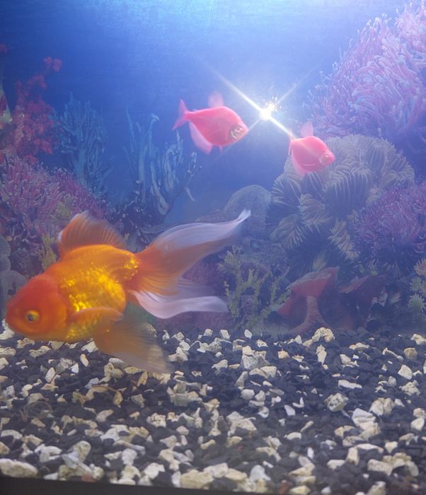 Продам Аквариум. Самовывоз