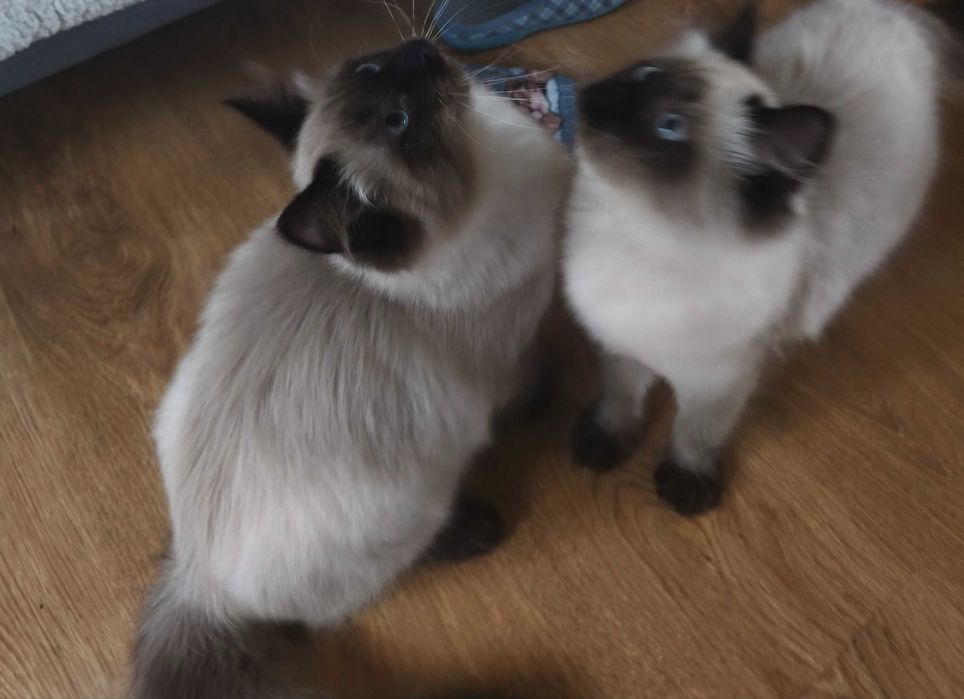 Cudowny kocur  Magiczny Sen*PL .  REZERWACJA