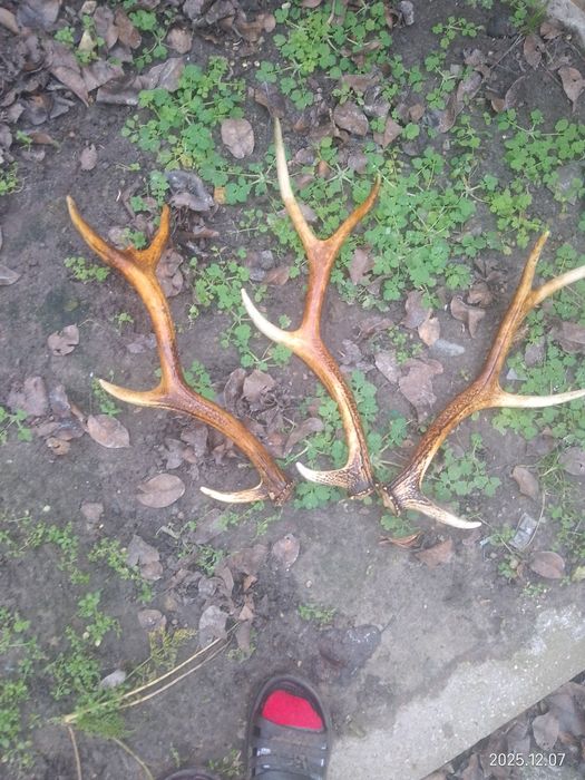 Продам рога та черепа