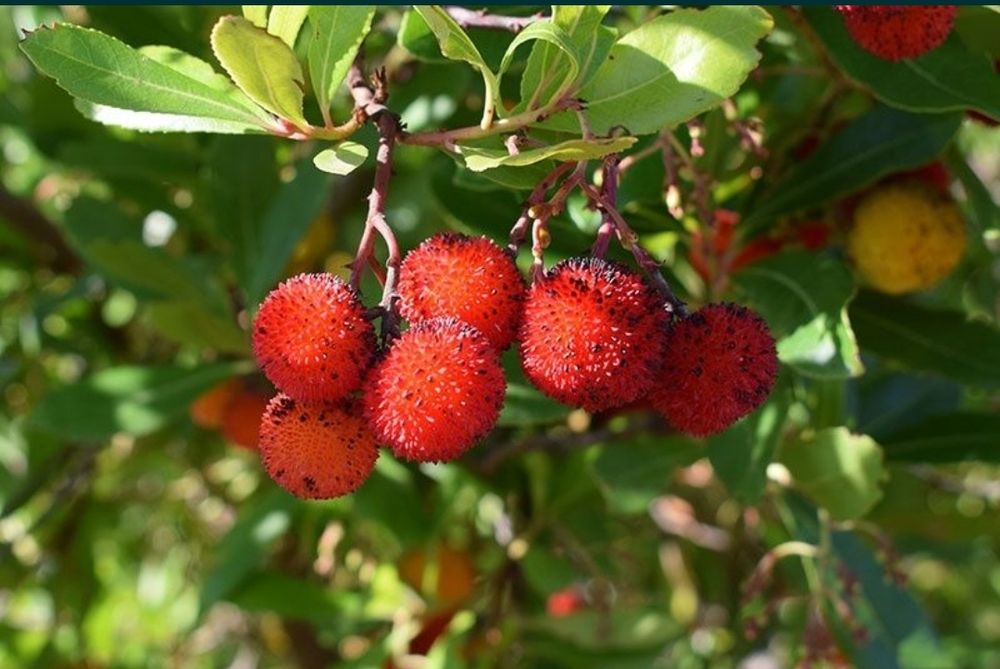 Medronheiro "Arbutus unedo"  25/40cm