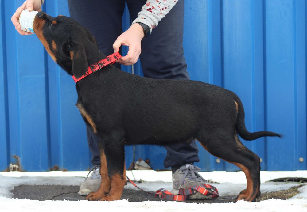 Лучший щенок ротвейлер кобель