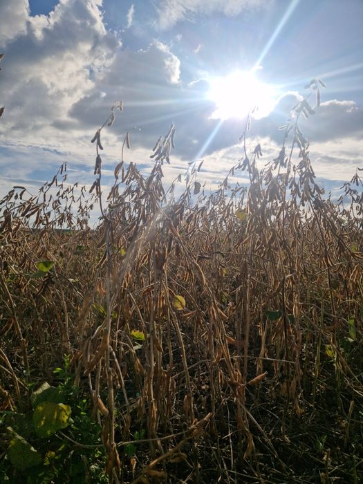 Nasiona Soi Odmiana Aurelina