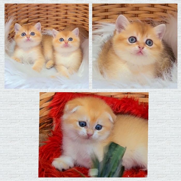 Золотая шиншилла Девочка и Мальчики