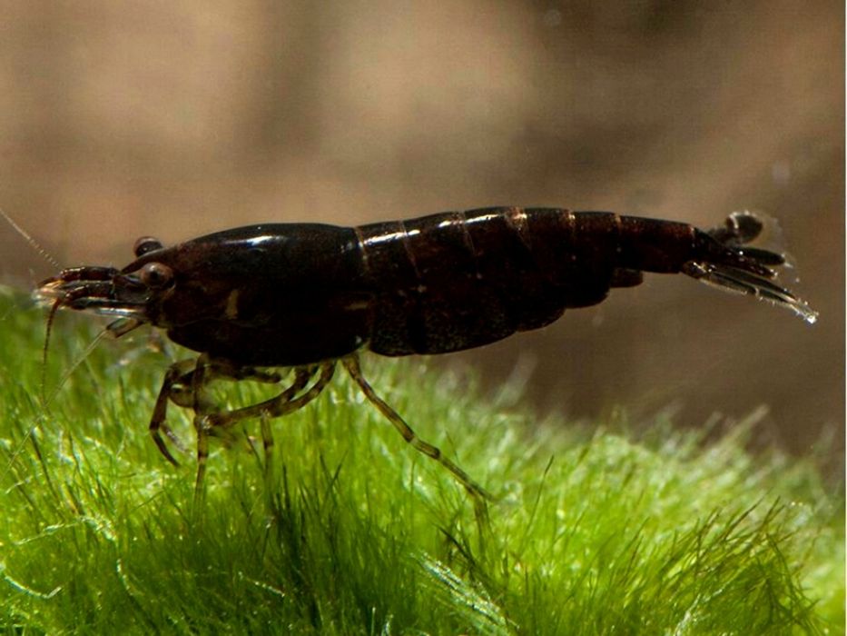 Kreweka Black Choco Czarna (Caridinia) - do akwarium