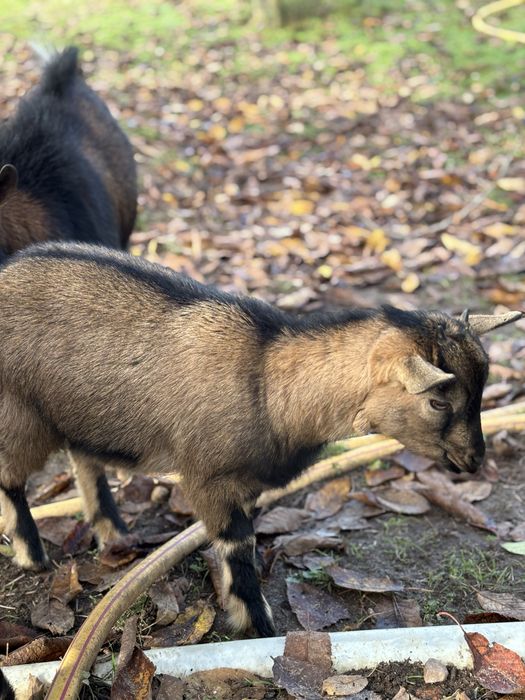 Vendo Cabras Anãs, criadas ao ar livre habituadas a pastar.