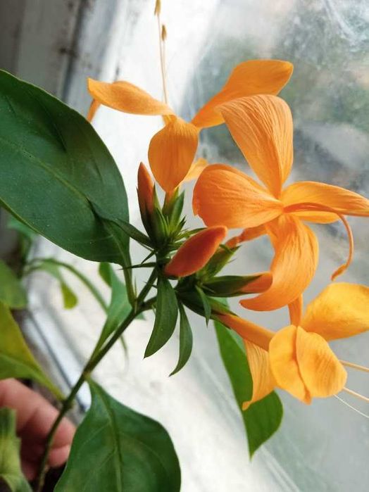 Барлерія жовта і коралова, дорослі і черенки