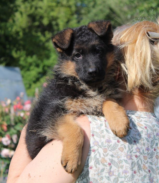 Цуценята німецької вівчарки. Документи КСУ.
