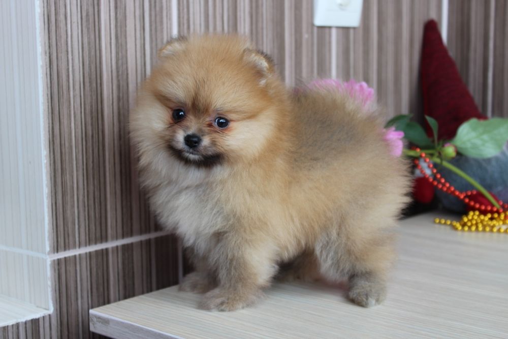 Продам маленьке пухнасте щастя