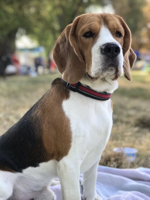 Бігль шукає наречену