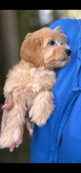 Maltipoo sunia po malenkim pudelku