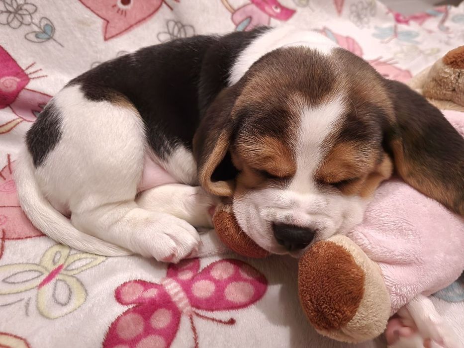 Бігль, цуценята біглята з документами ККУ