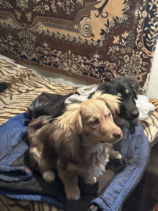 Віддамо цуценя-дівчинку в добрі руки безкоштовно