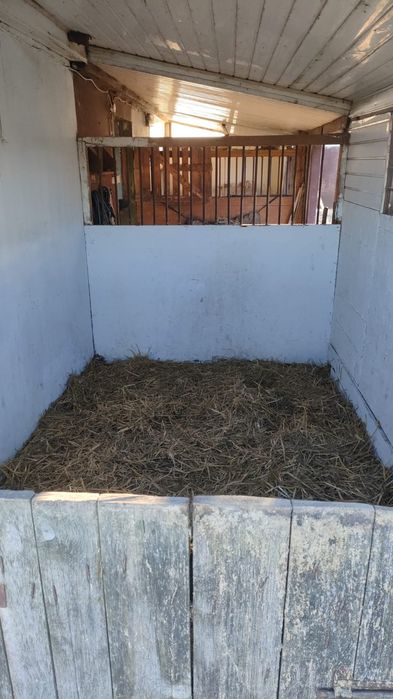 Wolny boks, pensjonat dla konia Pruchna