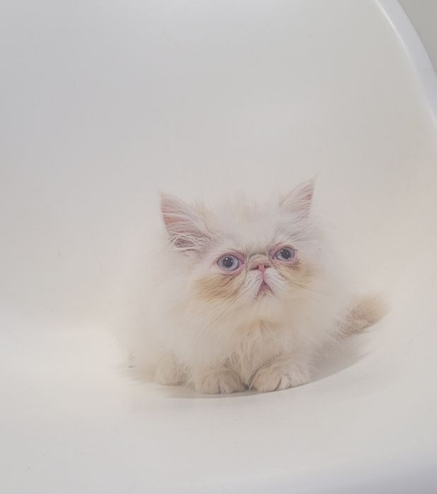 Gatinho persa macho