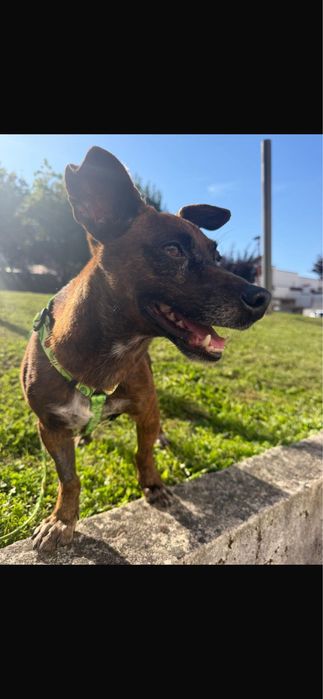 Cão para adoção responsável