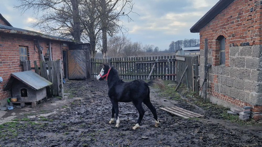 Ogierek kuc walijski SARNAU LOGAN