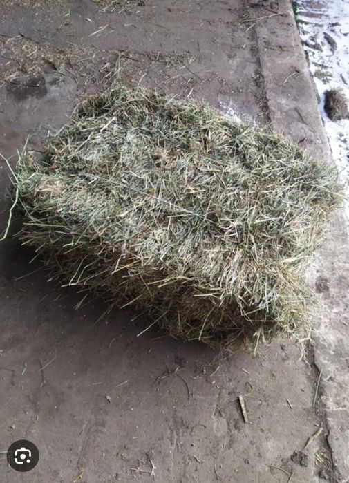 Sprzedam Siano w kostkach zbior 2025