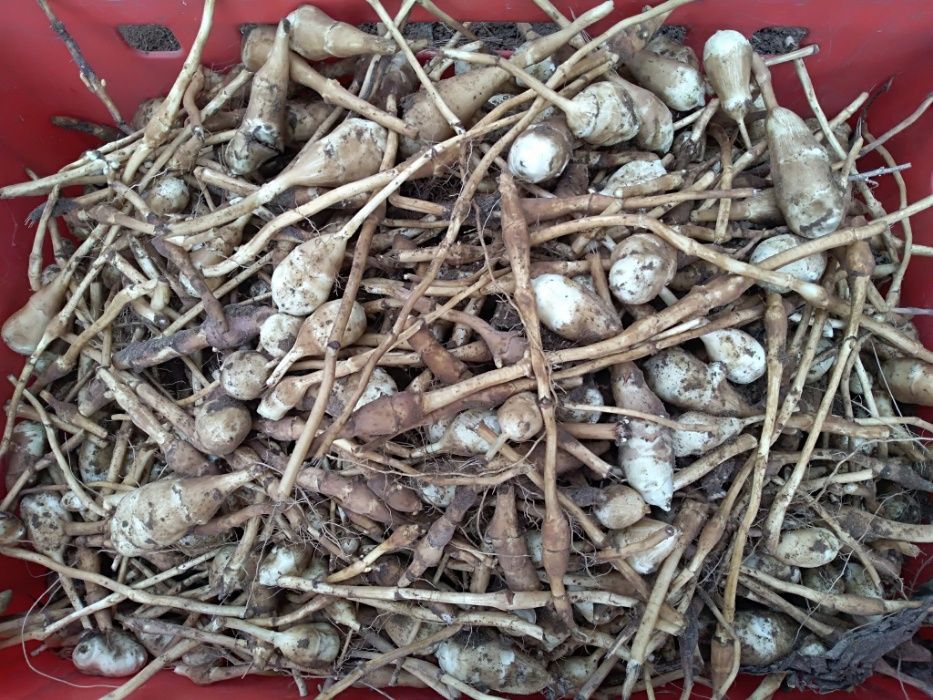 Topinambur do konsumpcji