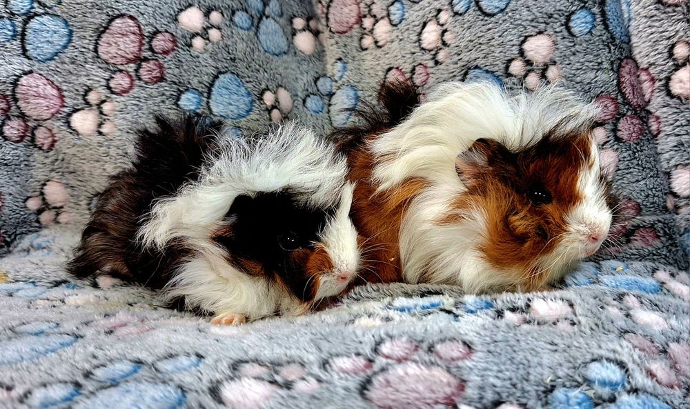 Cavia domowa świnki morskie samiczki peruwianki.