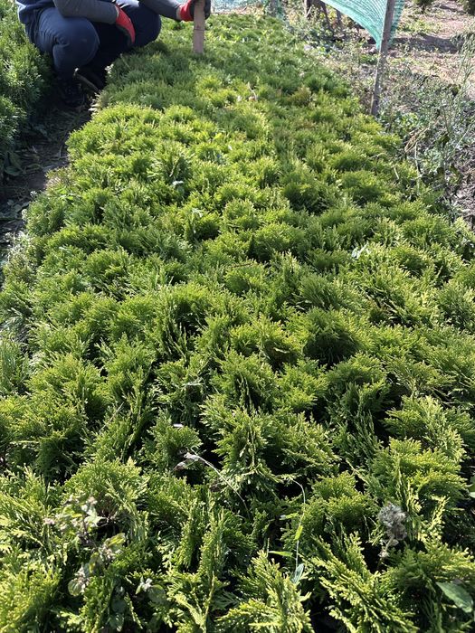 Кульки туї Міріам