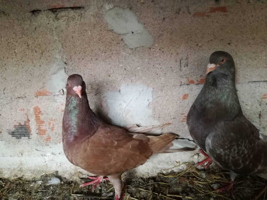 Pombos de grande porte