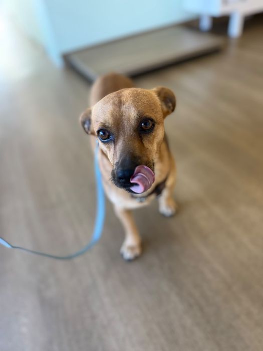 Cão para adoção responsável