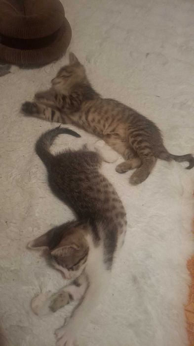 Кошенята!!!Безкоштовно!