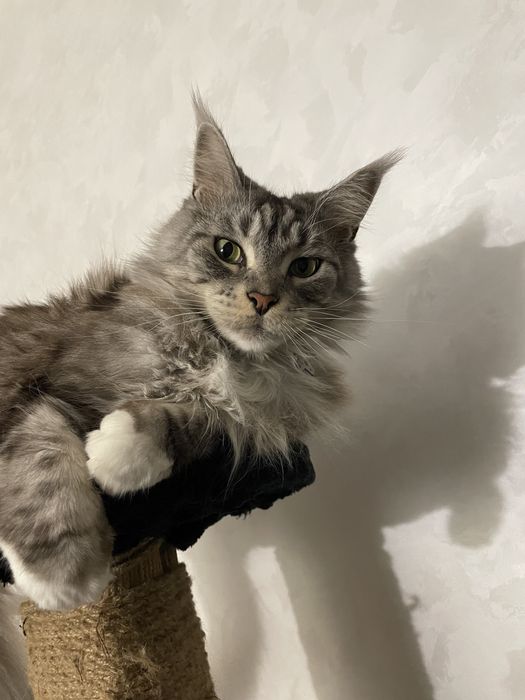 Котячі випавші вуса/ вібриси