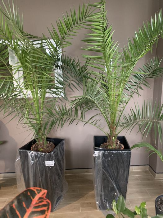 Фікус  ,  Арека. , Стреліція  висота 2 м