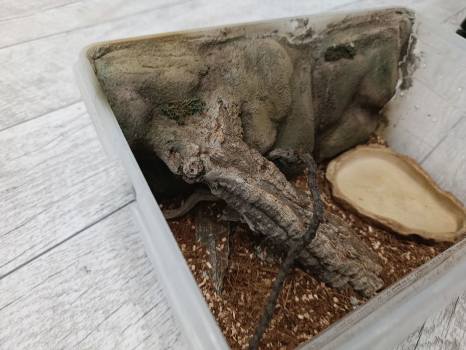 Terrarium Faunabox dla weża/gada