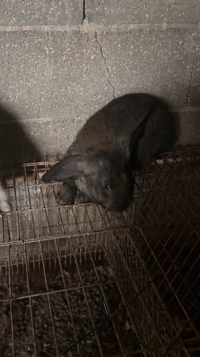 Coelhos cruzados com raça Lop Francesa